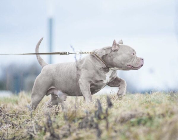 American Bully valpar sommaren 2024 | DOGNIK BULLS