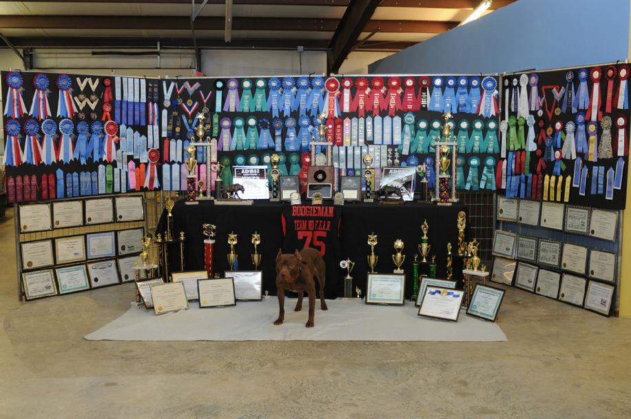 the most titled american pitbull terrier in the world