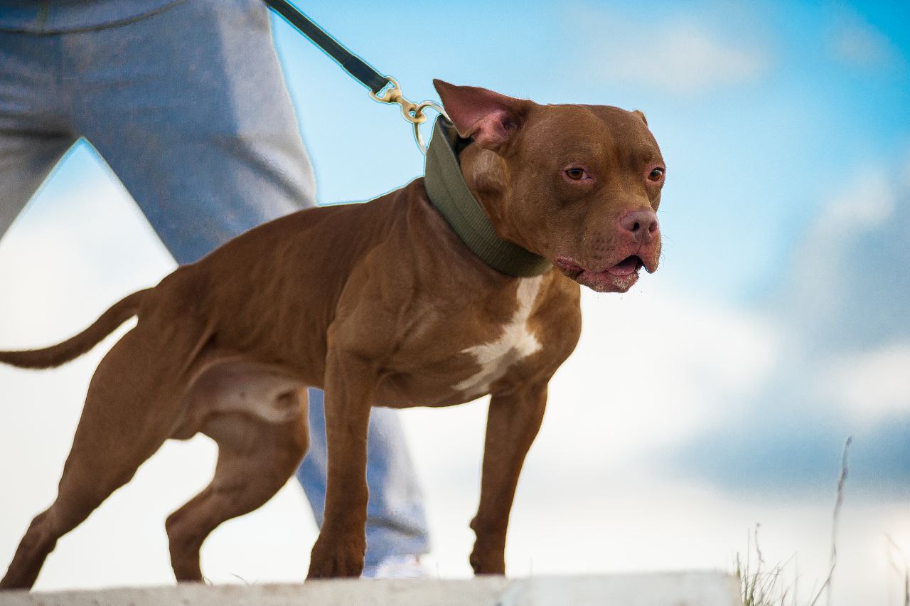 Red nose hot sale pitbull kennel