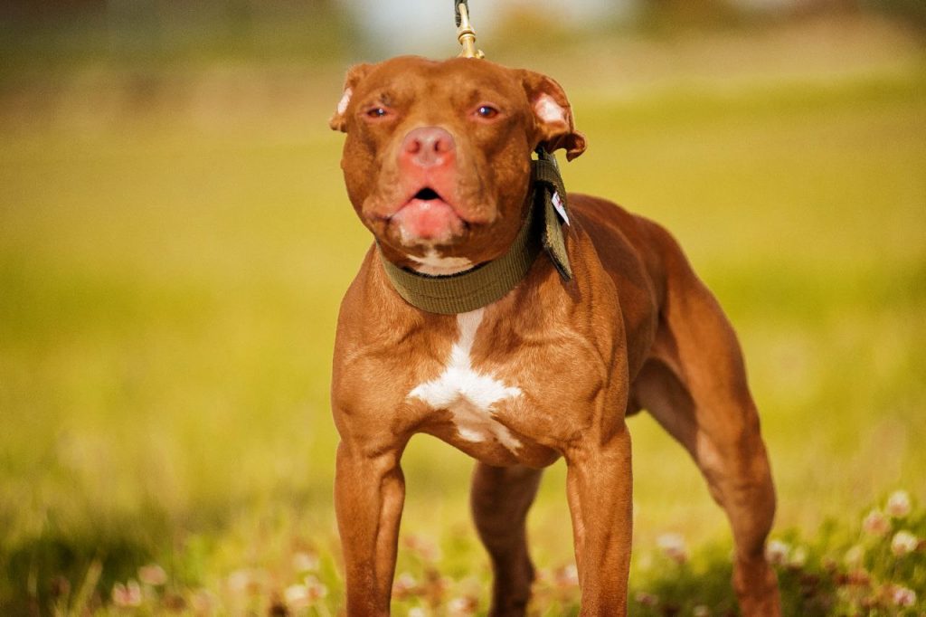 American pitbull pedigree hotsell