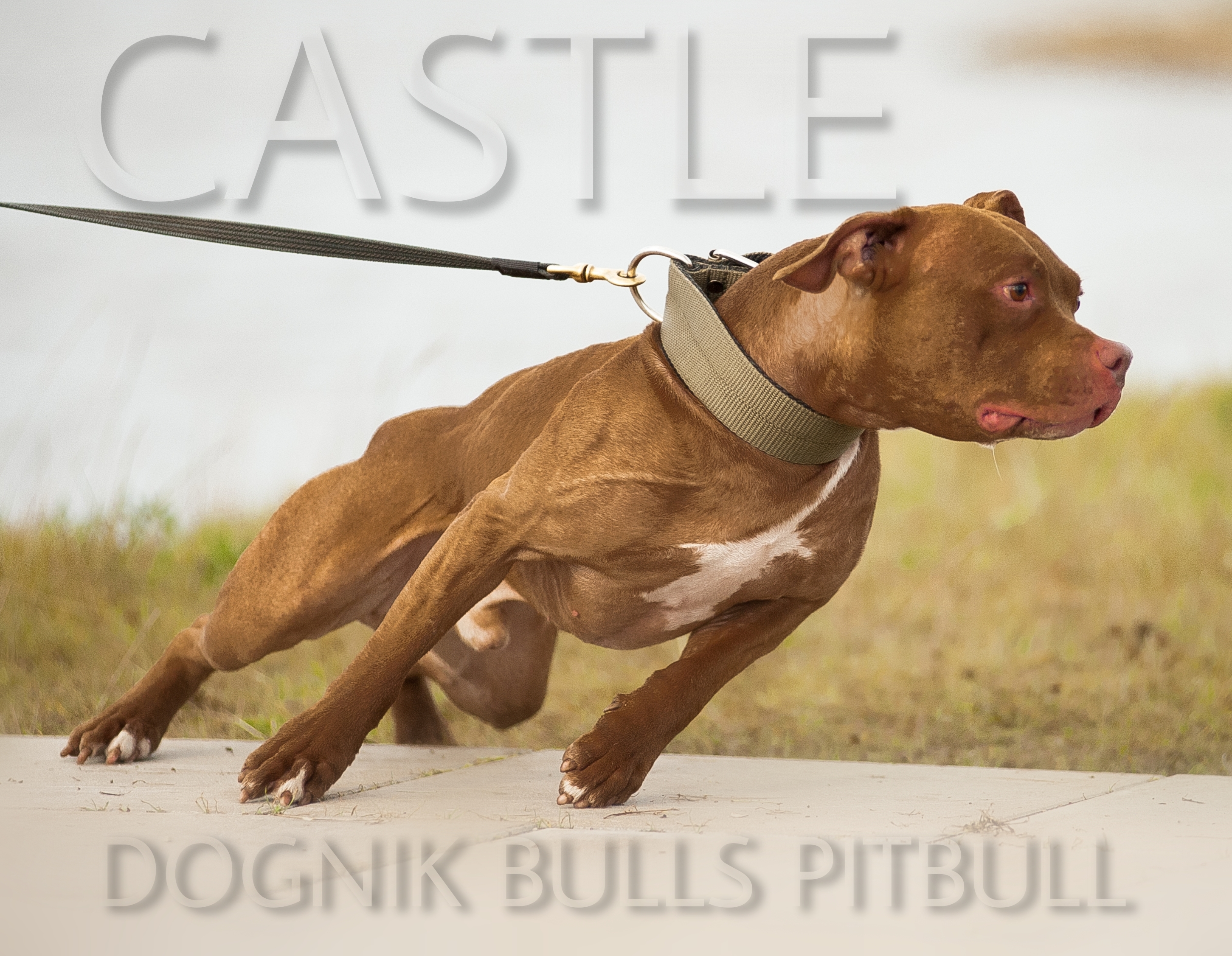 Overjas Antagonisme Attent American Pit Bull Terrier Kennel Nederland | DOGNIK BULLS