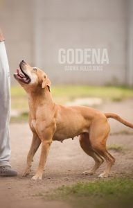 American pitbull terrier kennel breeding