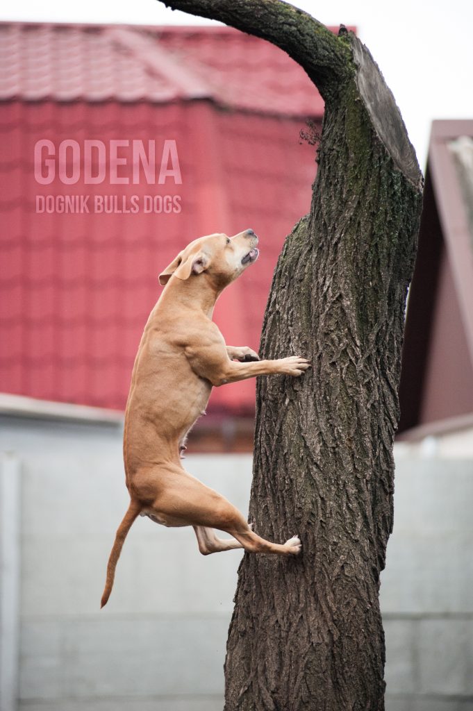 Pitbullterrier Dognik Bulls Godena