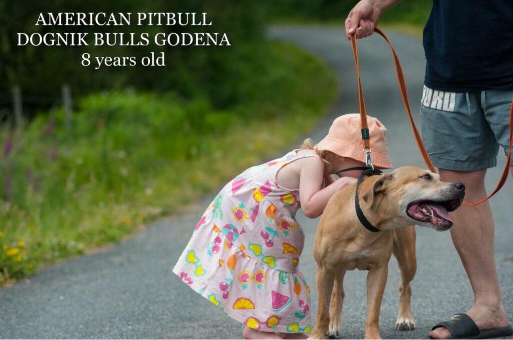 American pitbull terrier Dognik Bulls Godena ADBA registered. Lives in Spain, European Union