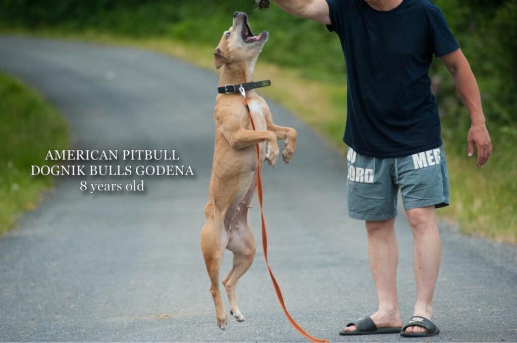 American pitbull terrier Dognik Bulls Godena ADBA registered. Lives in Spain, European Union