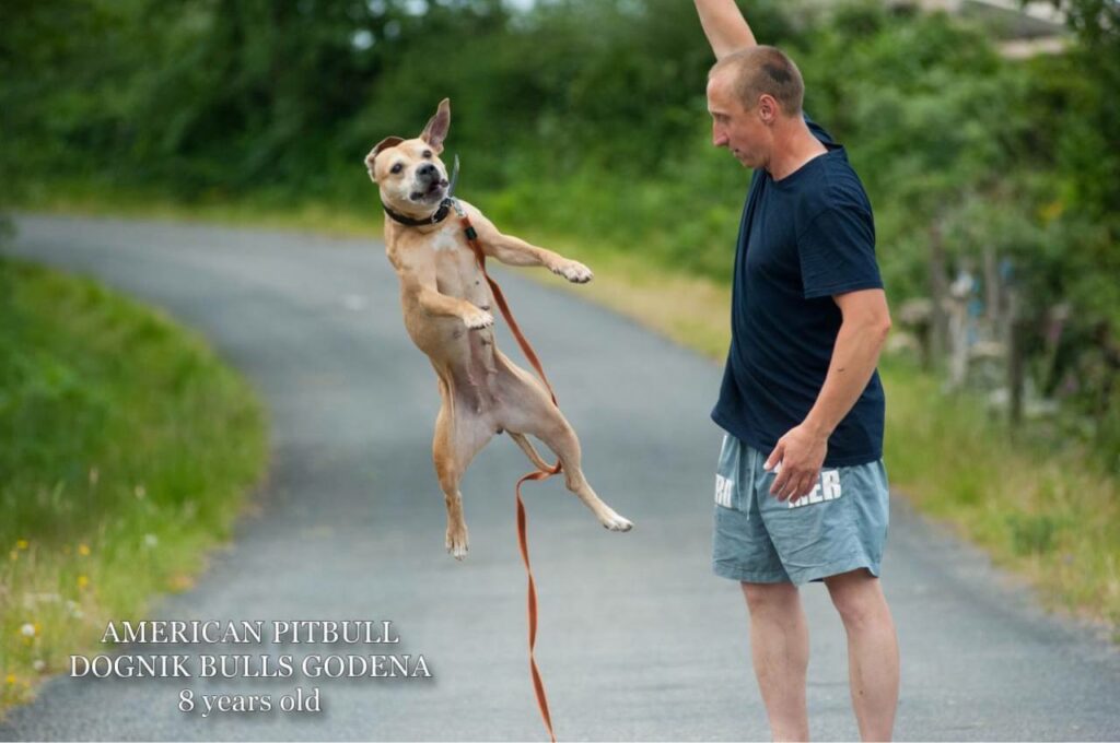 American pitbull terrier Dognik Bulls Godena ADBA registered. Lives in Spain, European Union