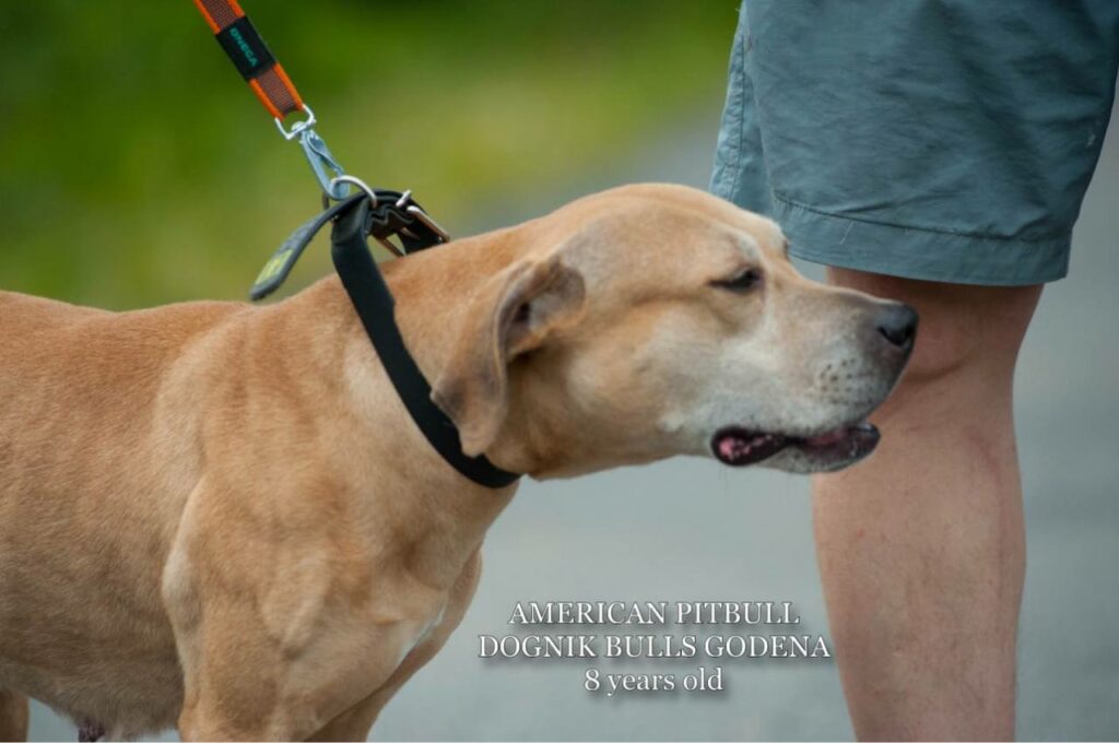 American pitbull terrier Dognik Bulls Godena ADBA registered. Lives in Spain, European Union