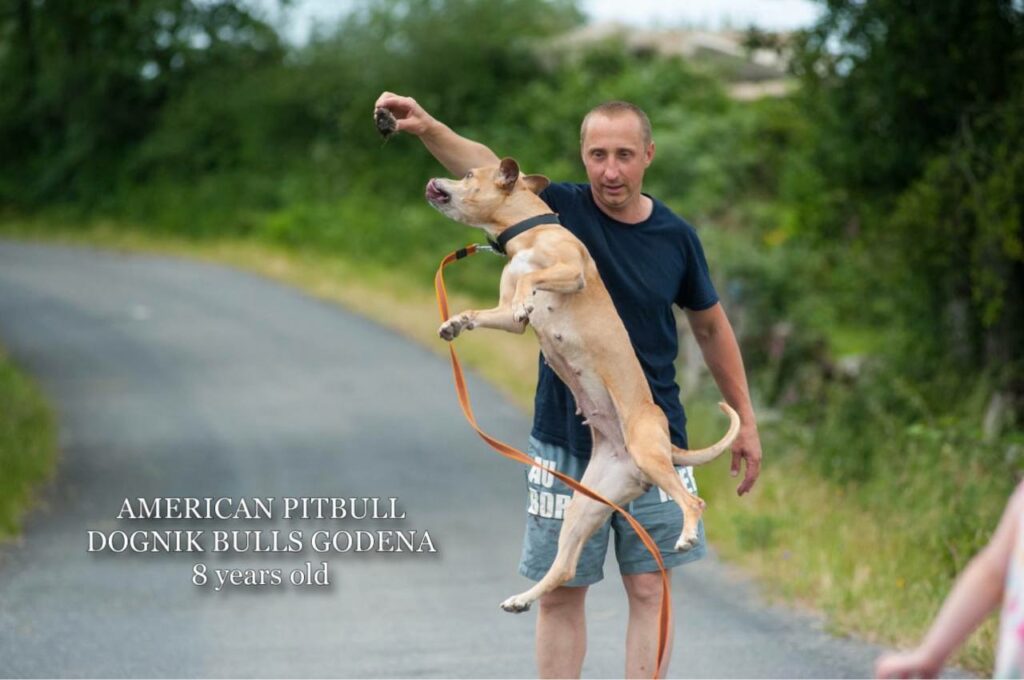 American pitbull terrier Dognik Bulls Godena ADBA registered. Lives in Spain, European Union