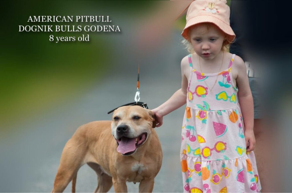 American pitbull terrier Dognik Bulls Godena ADBA registered. Lives in Spain, European Union