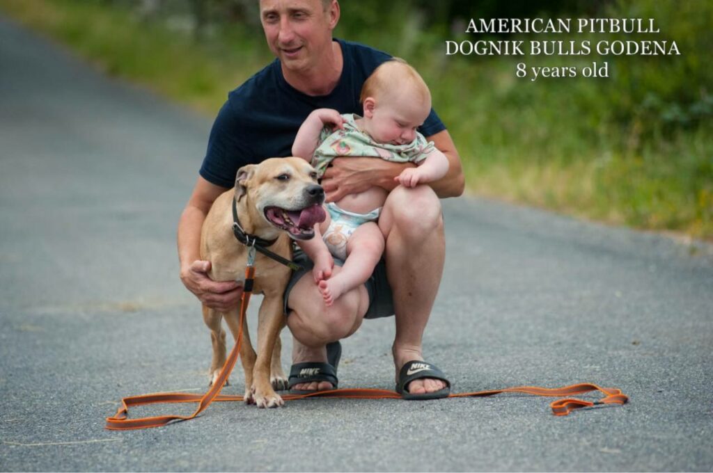 American pitbull terrier Dognik Bulls Godena ADBA registered. Lives in Spain, European Union