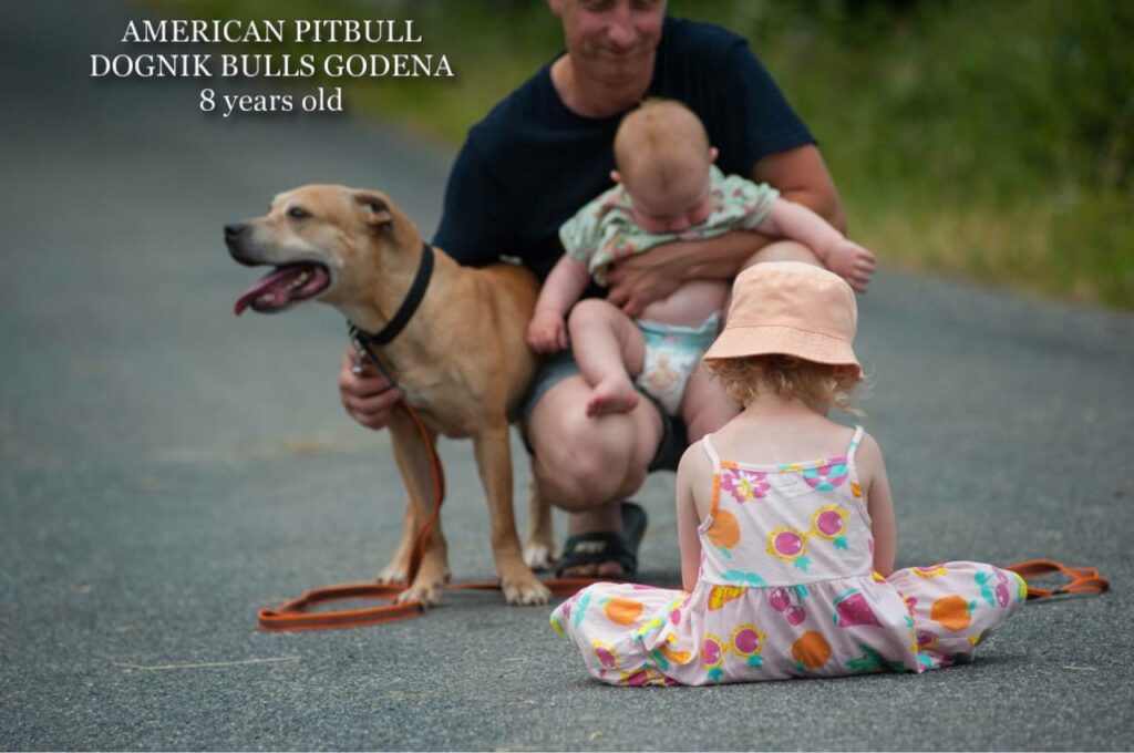 American pitbull terrier Dognik Bulls Godena ADBA registered. Lives in Spain, European Union