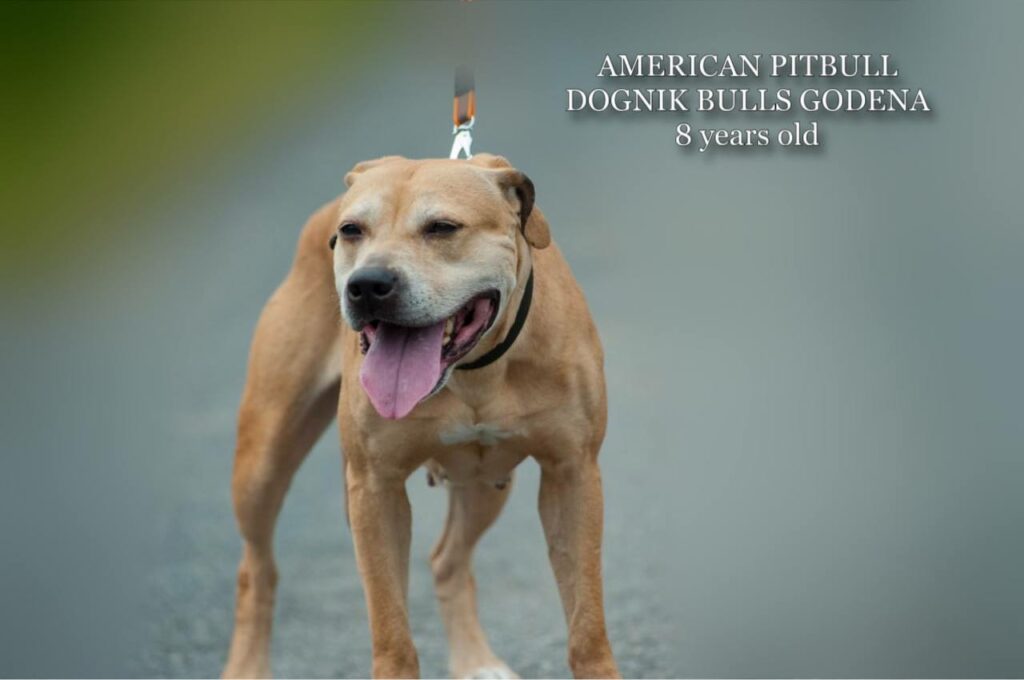 American pitbull terrier Dognik Bulls Godena ADBA registered. Lives in Spain, European Union