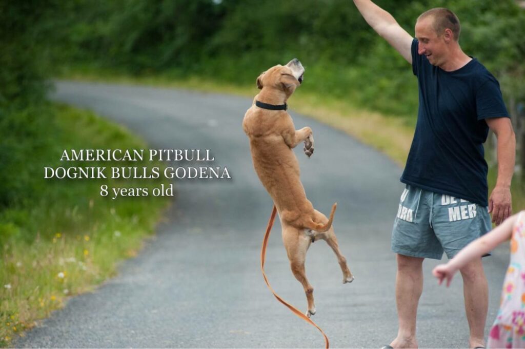 American pitbull terrier Dognik Bulls Godena ADBA registered. Lives in Spain, European Union