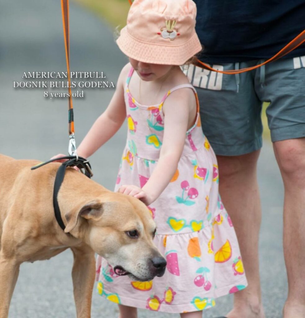 American pitbull terrier Dognik Bulls Godena ADBA registered. Lives in Spain, European Union