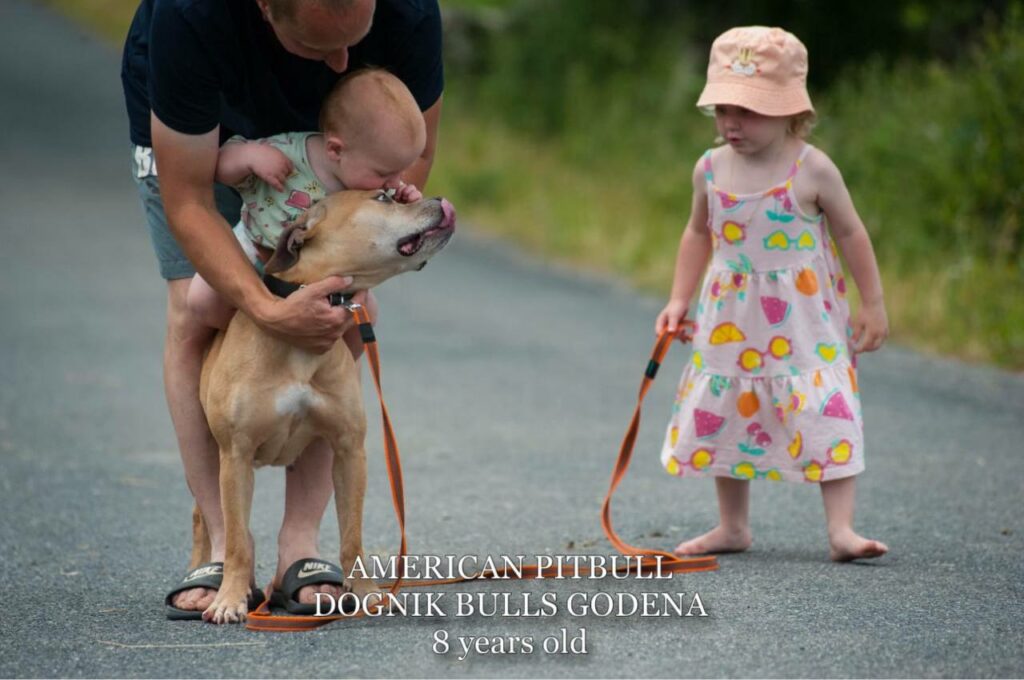 American pitbull terrier Dognik Bulls Godena ADBA registered. Lives in Spain, European Union