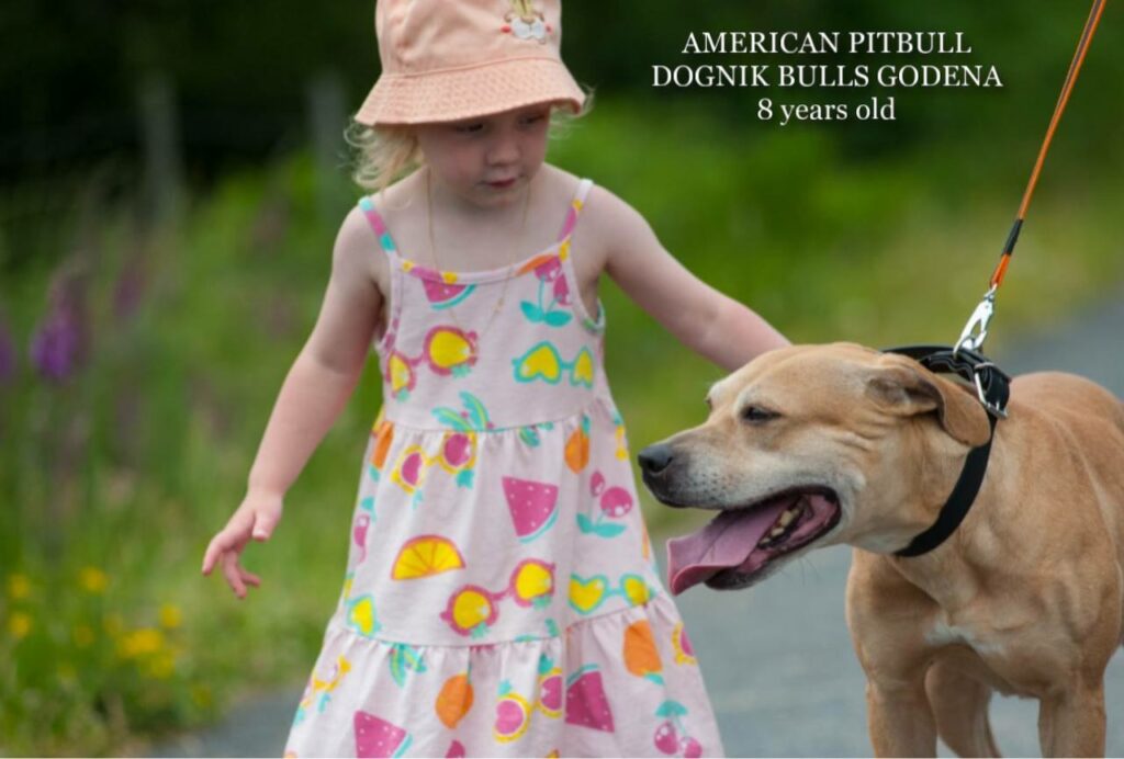 American pitbull terrier Dognik Bulls Godena ADBA registered. Lives in Spain, European Union