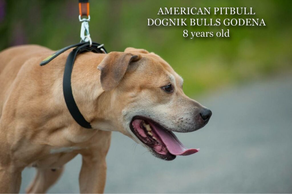 American pitbull terrier Dognik Bulls Godena ADBA registered. Lives in Spain, European Union
