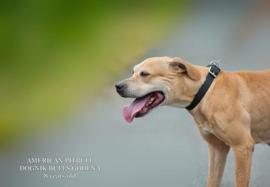 American pitbull terrier Dognik Bulls Godena ADBA registered. Lives in Spain, European Union