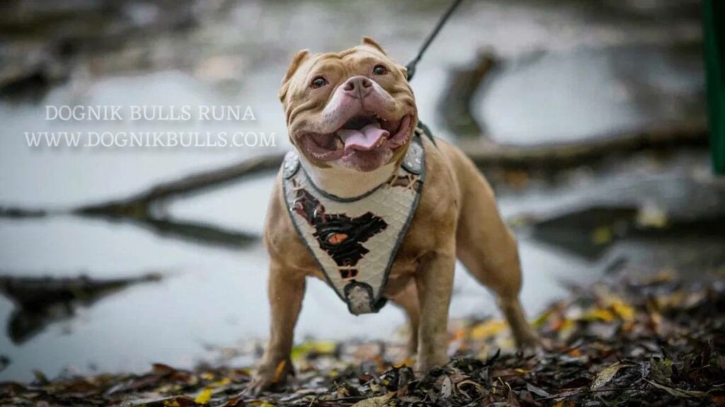 ABKC american bully kennel