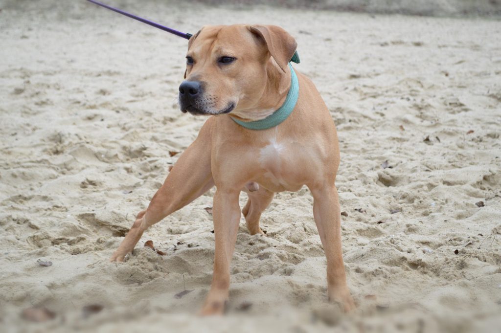 Pitbullterrier Dognik Bulls Congressman