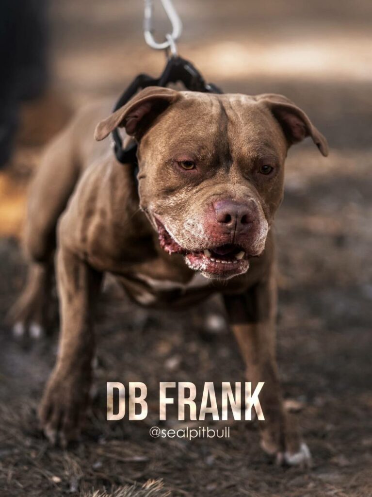 American pitbull terrier Dognik Bulls Frantisek. Lives in Kyiv, Ukraine. Oie APBT kennel Dognik Bulls located in Europe. Rednose and bluenose pitbull puppies for sale