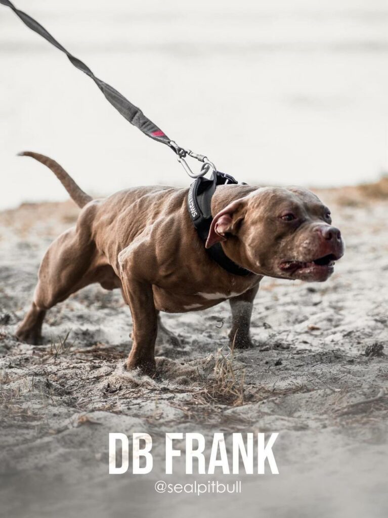 American pitbull terrier Dognik Bulls Frantisek. Lives in Kyiv, Ukraine. Oie APBT kennel Dognik Bulls located in Europe. Rednose and bluenose pitbull puppies for sale