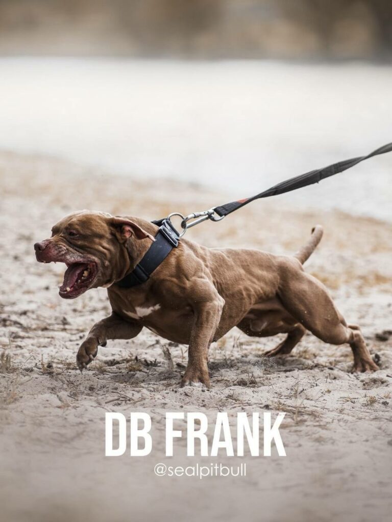 American pitbull terrier Dognik Bulls Frantisek. Lives in Kyiv, Ukraine. Oie APBT kennel Dognik Bulls located in Europe. Rednose and bluenose pitbull puppies for sale