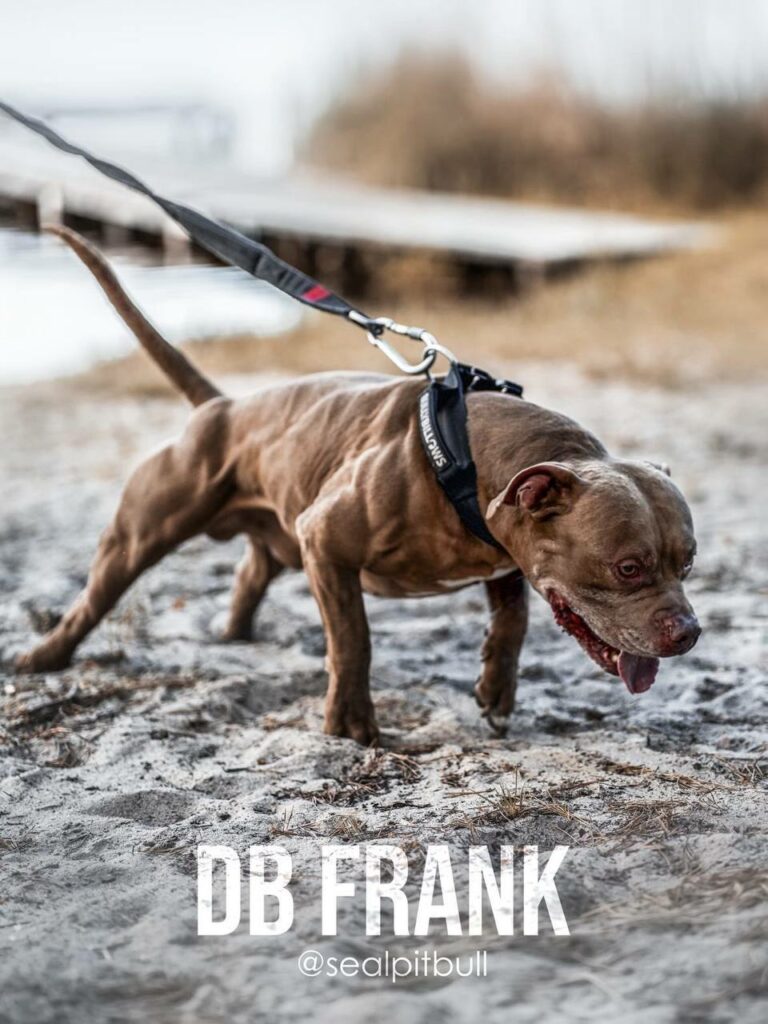 American pitbull terrier Dognik Bulls Frantisek. Lives in Kyiv, Ukraine. Oie APBT kennel Dognik Bulls located in Europe. Rednose and bluenose pitbull puppies for sale
