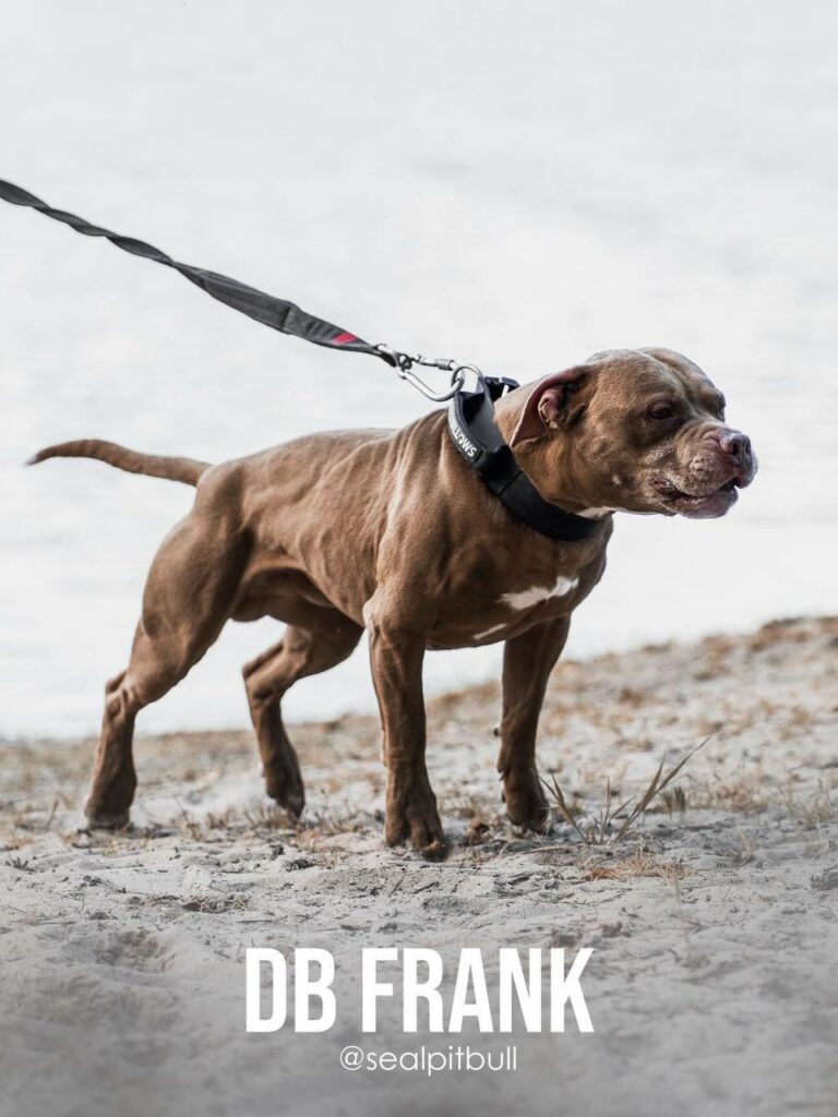 American pitbull terrier Dognik Bulls Frantisek. Lives in Kyiv, Ukraine. Oie APBT kennel Dognik Bulls located in Europe. Rednose and bluenose pitbull puppies for sale