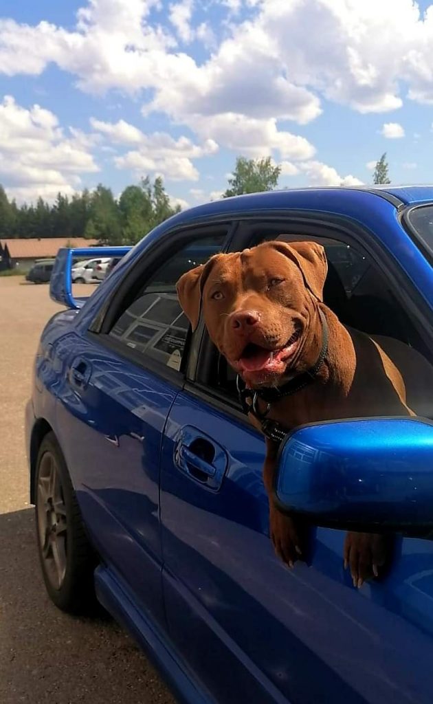 Pitbullterrier Dognik Bulls kennel