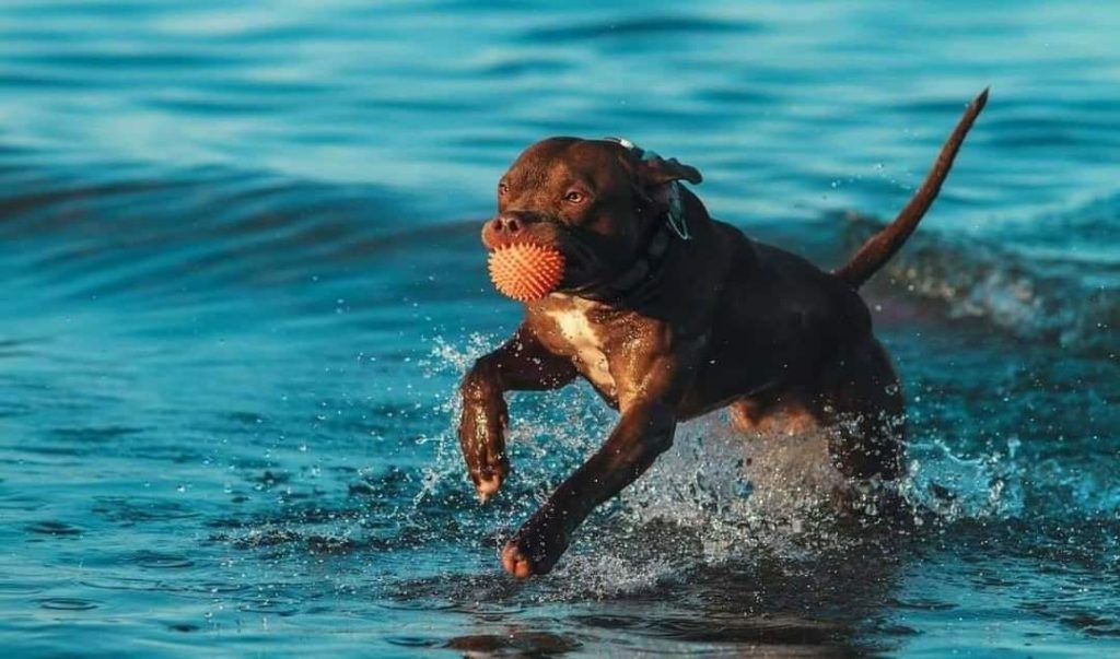 Pitbullterrier Castle Dognik Bulls