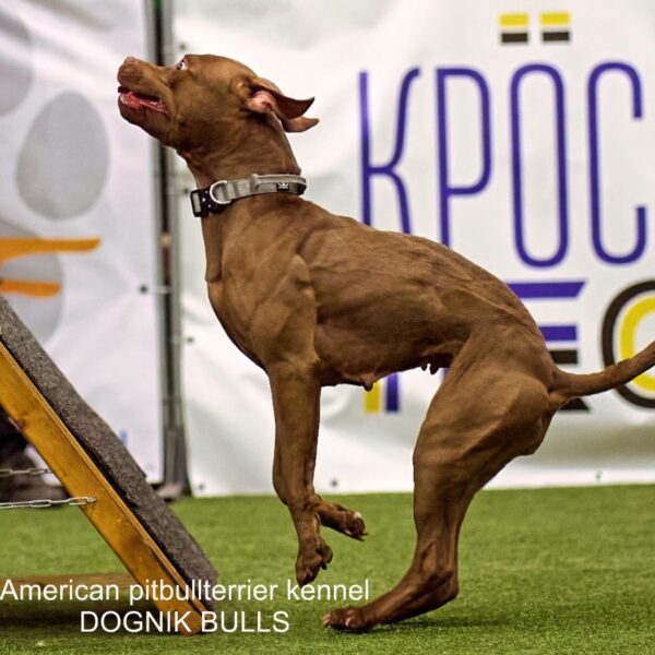 American pitbullterrier kennel DOGNIK BULLS