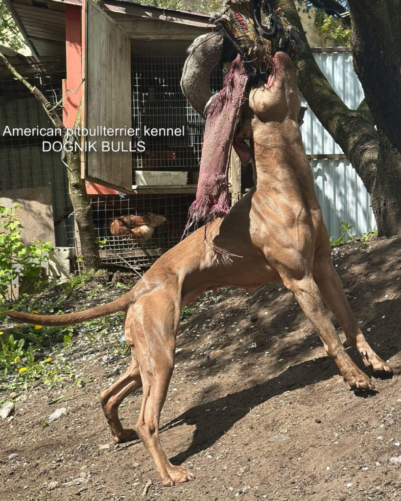 American pitbull terrier Dognik Bulls Abronia