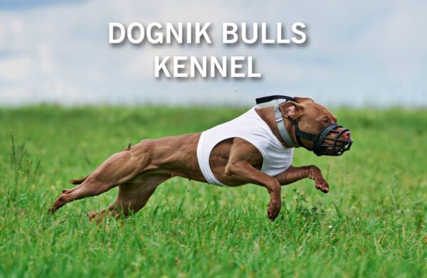 Pitbull terrier kennel American
