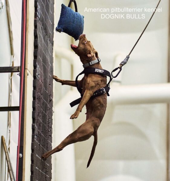 American pitbullterrier kennel DOGNIK BULLS