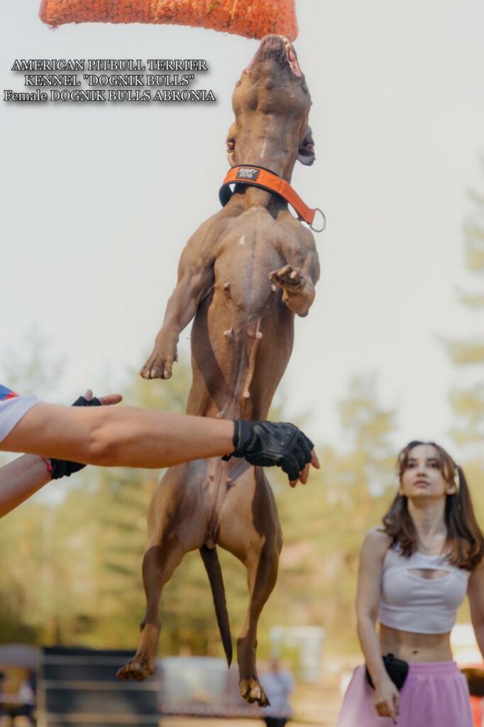 Sport winner and dog show winner american pitbull terrier Dognik Bulls Abronia. Chocolate rednose apbt
