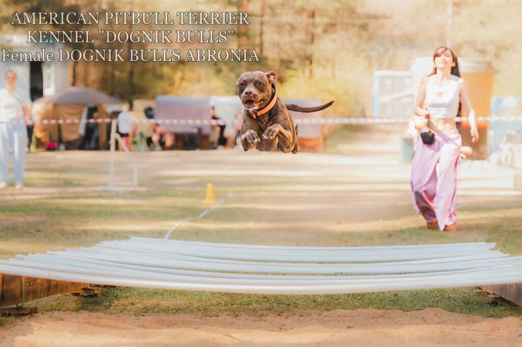 Sport winner and dog show winner american pitbull terrier Dognik Bulls Abronia. Chocolate rednose apbt