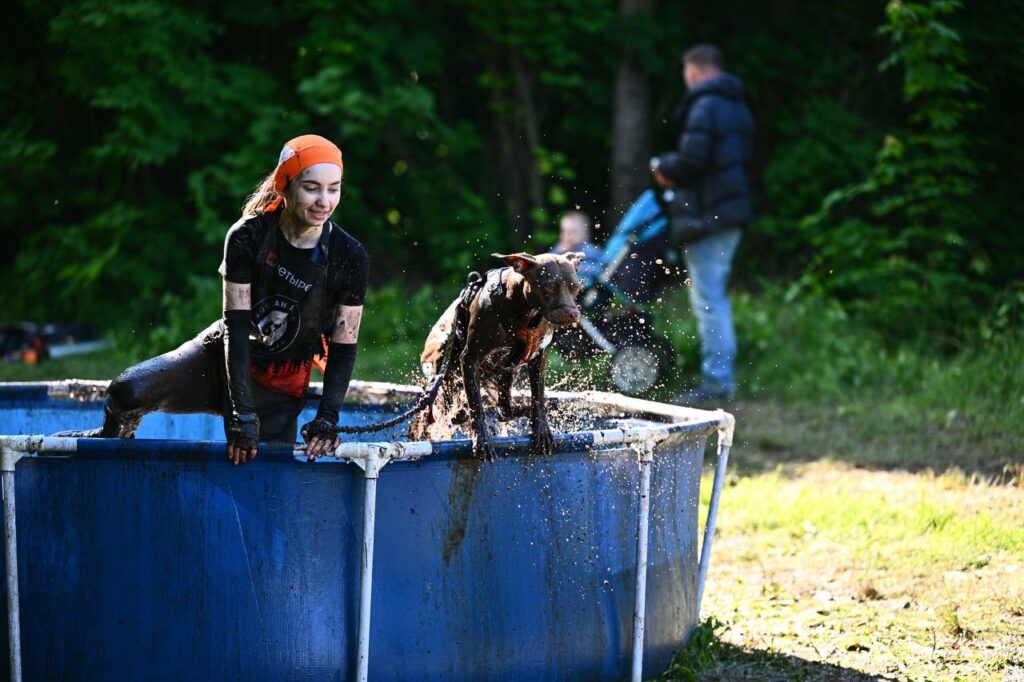 American pitbull terrier Dognik Bulls Abronia show hight results on dog run competitions in Moscow, Russia on May, 30 2026. American pitbull terrier kennelvDognik Bulls- sport apbt's born here. Delivery worldwide