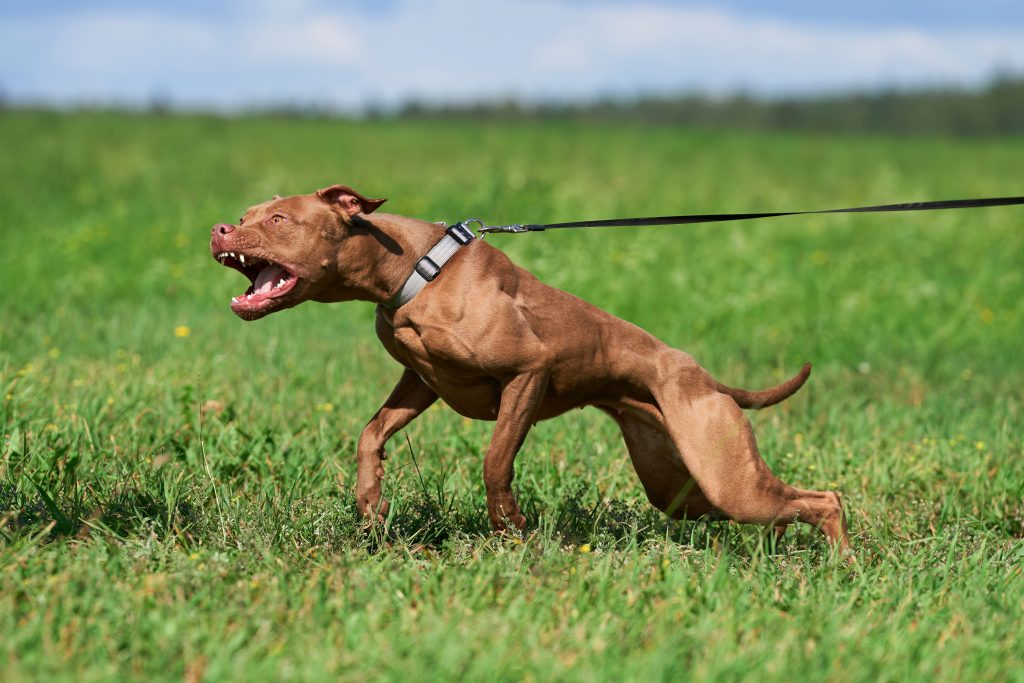 Apbt pedigree hotsell