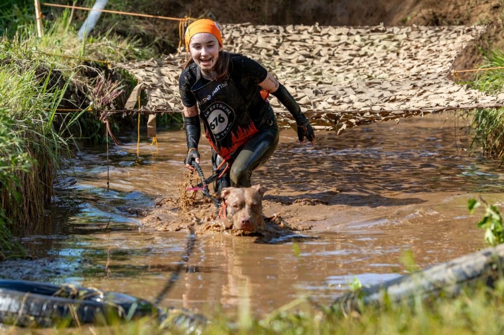 American pitbull terrier Dognik Bulls Abronia show hight results on dog run competitions in Moscow, Russia on May, 30 2026. American pitbull terrier kennelvDognik Bulls- sport apbt's born here. Delivery worldwide