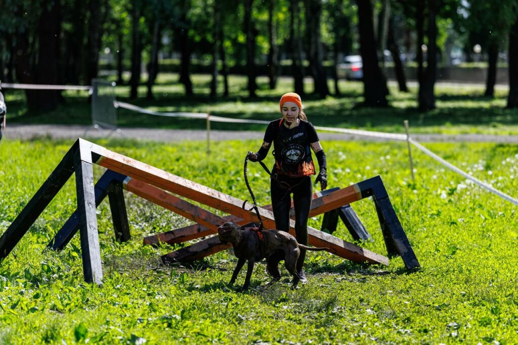 American pitbull terrier Dognik Bulls Abronia show hight results on dog run competitions in Moscow, Russia on May, 30 2026. American pitbull terrier kennelvDognik Bulls- sport apbt's born here. Delivery worldwide