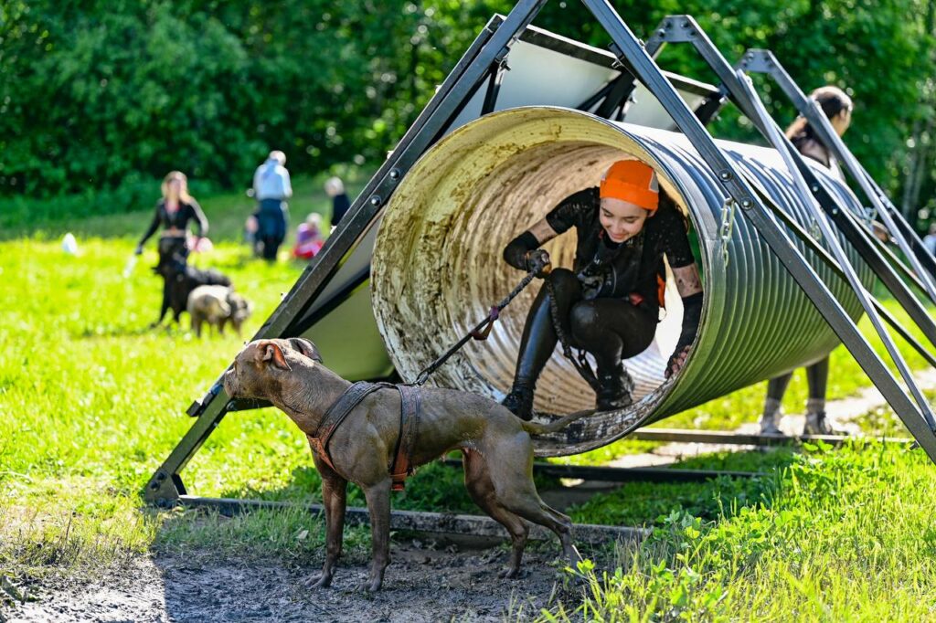 American pitbull terrier Dognik Bulls Abronia show hight results on dog run competitions in Moscow, Russia on May, 30 2026. American pitbull terrier kennelvDognik Bulls- sport apbt's born here. Delivery worldwide
