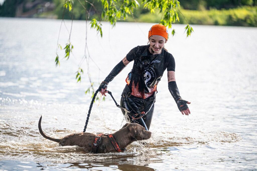 American pitbull terrier Dognik Bulls Abronia show hight results on dog run competitions in Moscow, Russia on May, 30 2026. American pitbull terrier kennelvDognik Bulls- sport apbt's born here. Delivery worldwide