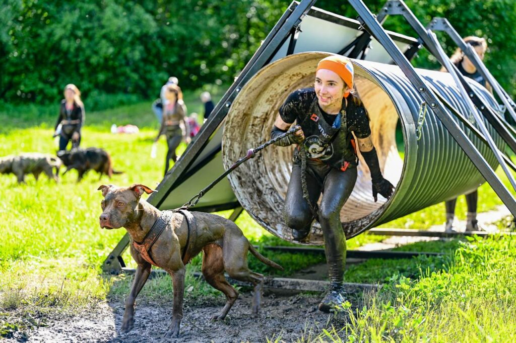 American pitbull terrier Dognik Bulls Abronia show hight results on dog run competitions in Moscow, Russia on May, 30 2026. American pitbull terrier kennelvDognik Bulls- sport apbt's born here. Delivery worldwide