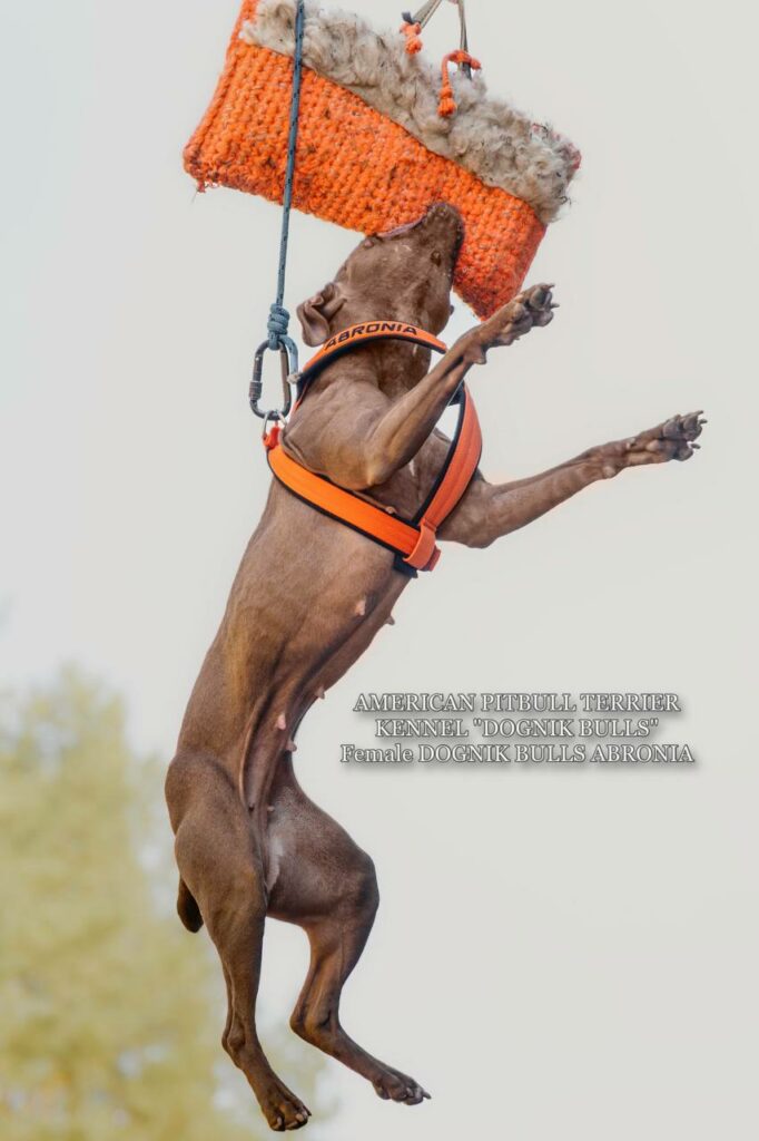 Sport winner and dog show winner american pitbull terrier Dognik Bulls Abronia. Chocolate rednose apbt
