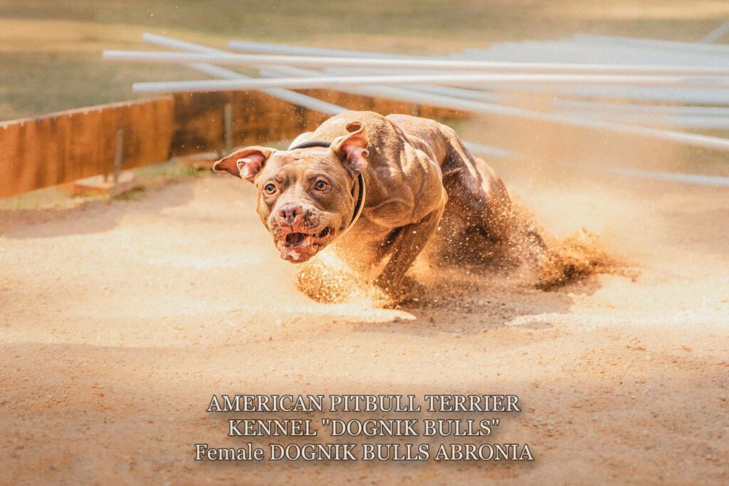 Sport winner and dog show winner american pitbull terrier Dognik Bulls Abronia. Chocolate rednose apbt