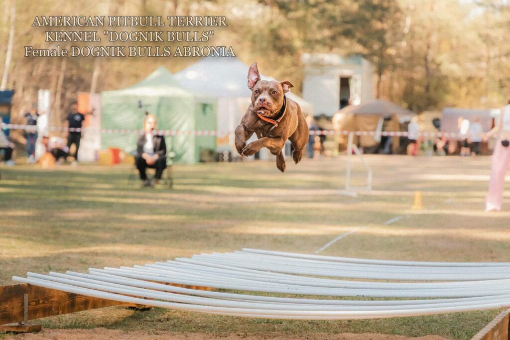 Sport winner and dog show winner american pitbull terrier Dognik Bulls Abronia. Chocolate rednose apbt