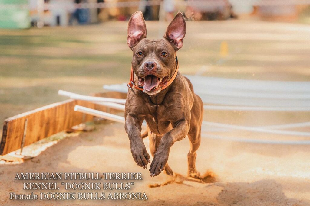 Sport winner and dog show winner american pitbull terrier Dognik Bulls Abronia. Chocolate rednose apbt