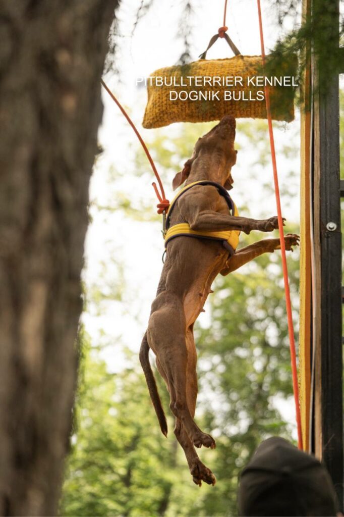 Pitbullterrier Dognik Bulls Abronia in Europe kennel