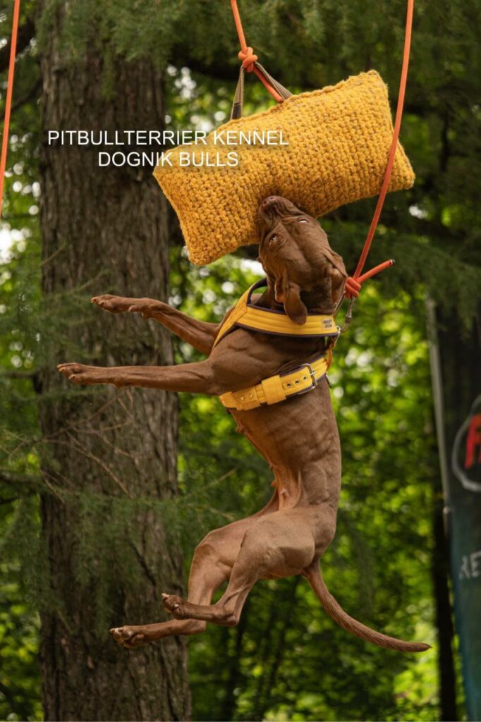 Pitbullterrier Dognik Bulls Abronia in Europe kennel
